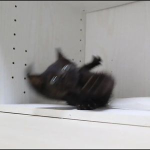 Meet your Posher, Paulie